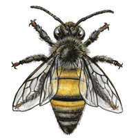 Apis mellifera