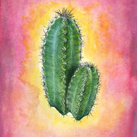 Cacti