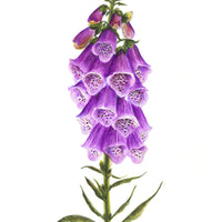 Digitalis