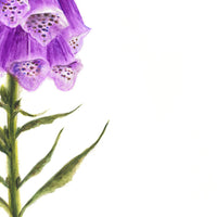 Digitalis