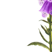 Digitalis