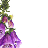 Digitalis