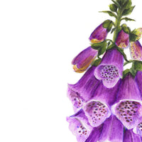 Digitalis