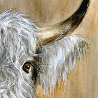 Highland Bull