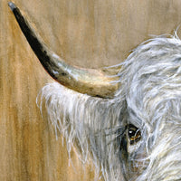 Highland Bull