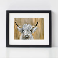 Highland Bull