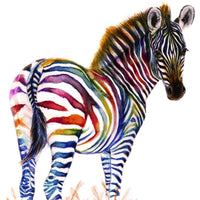 Rainbow Zebra