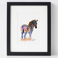 Rainbow Zebra