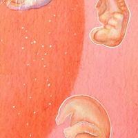 Embryonic and Fetal Development