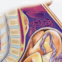 Pregnancy Medical Illustration