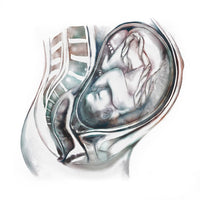 Pregnancy Anatomy