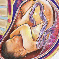 Pregnancy Medical Illustration