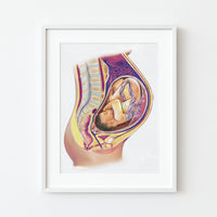 Pregnancy Medical Illustration