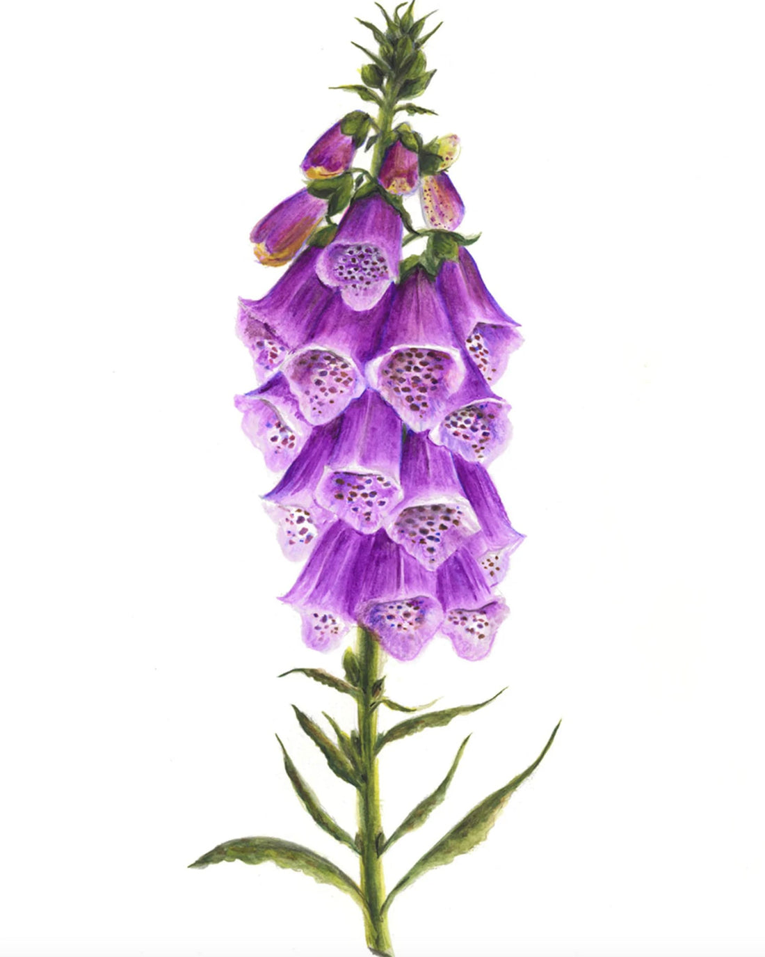 Digitalis