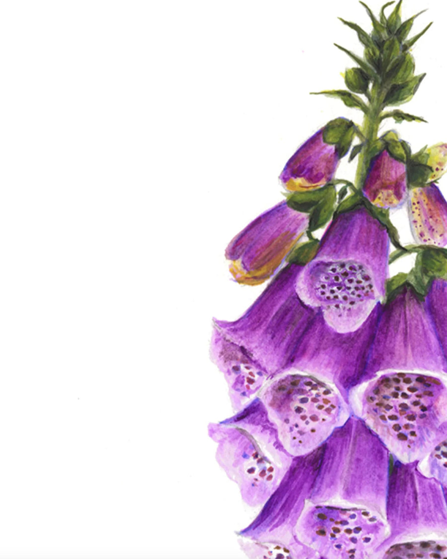 Digitalis