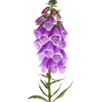 Digitalis