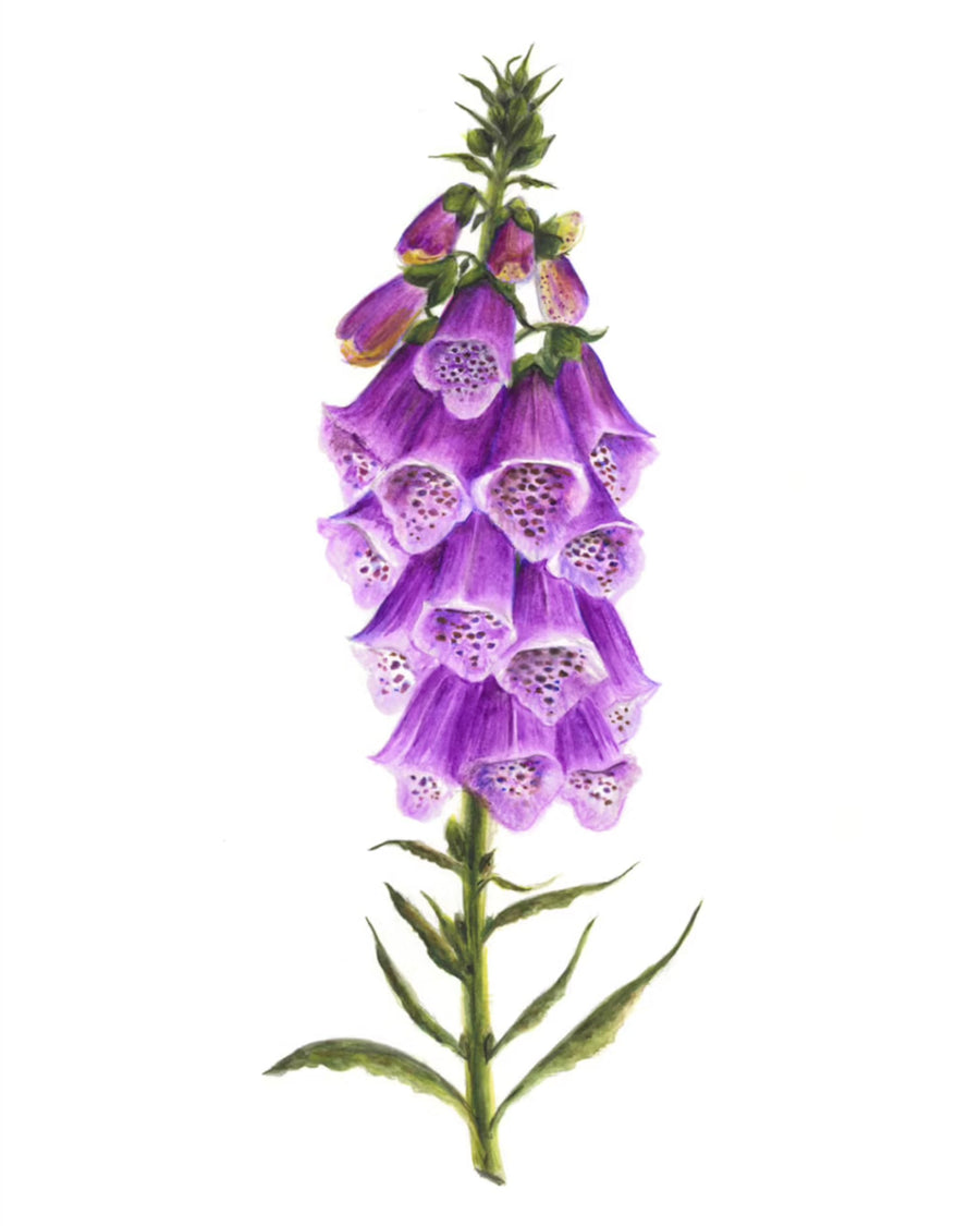 Digitalis