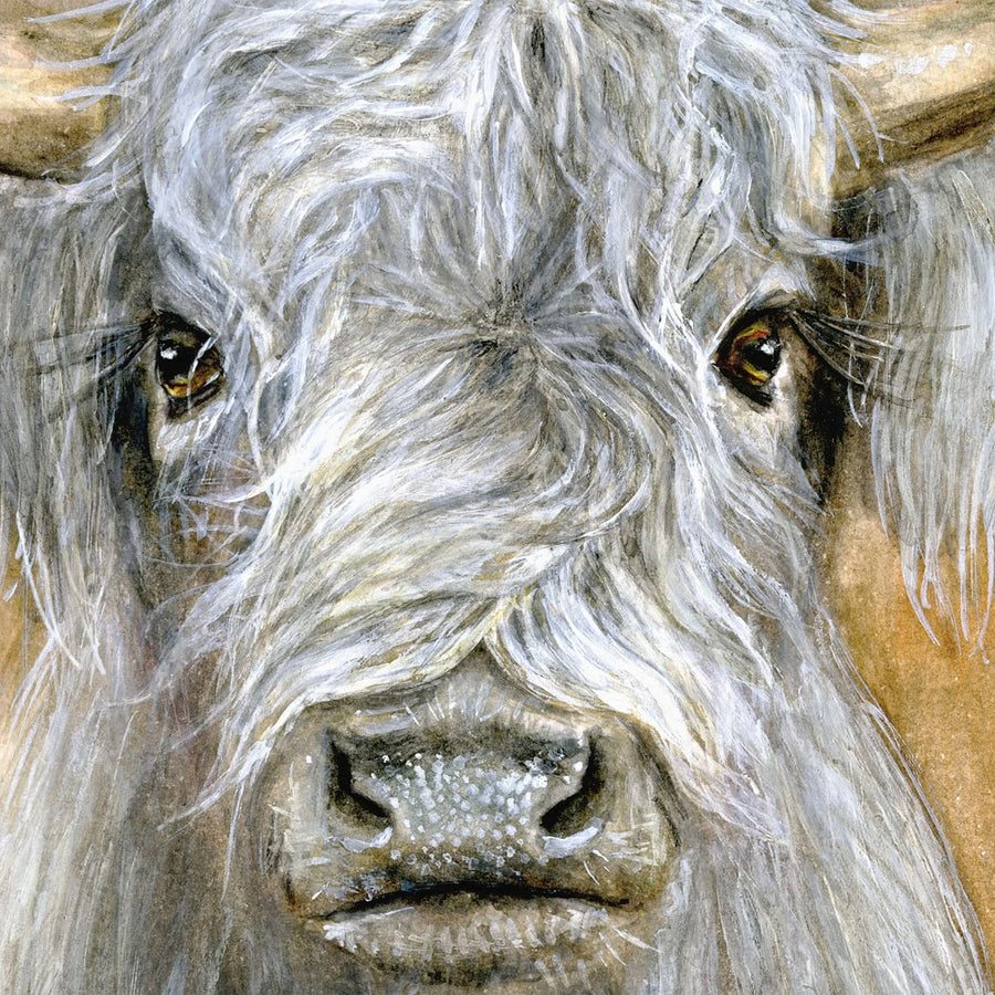 Highland Bull