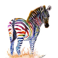 Rainbow Zebra