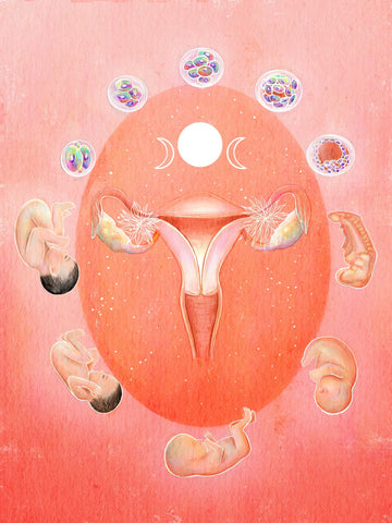 Embryonic and Fetal Development