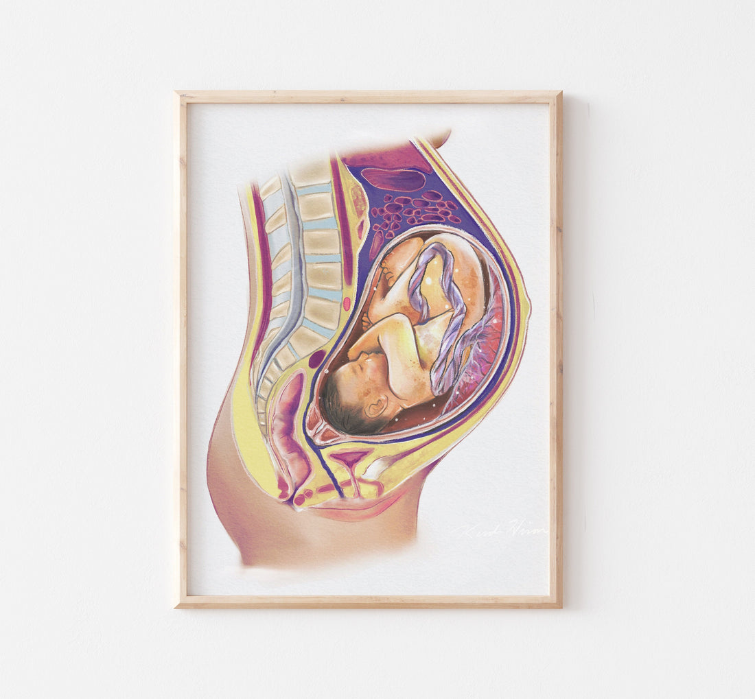 Pregnancy Medical Illustration