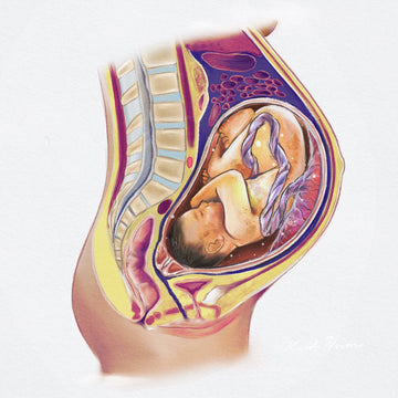 Pregnancy Medical Illustration