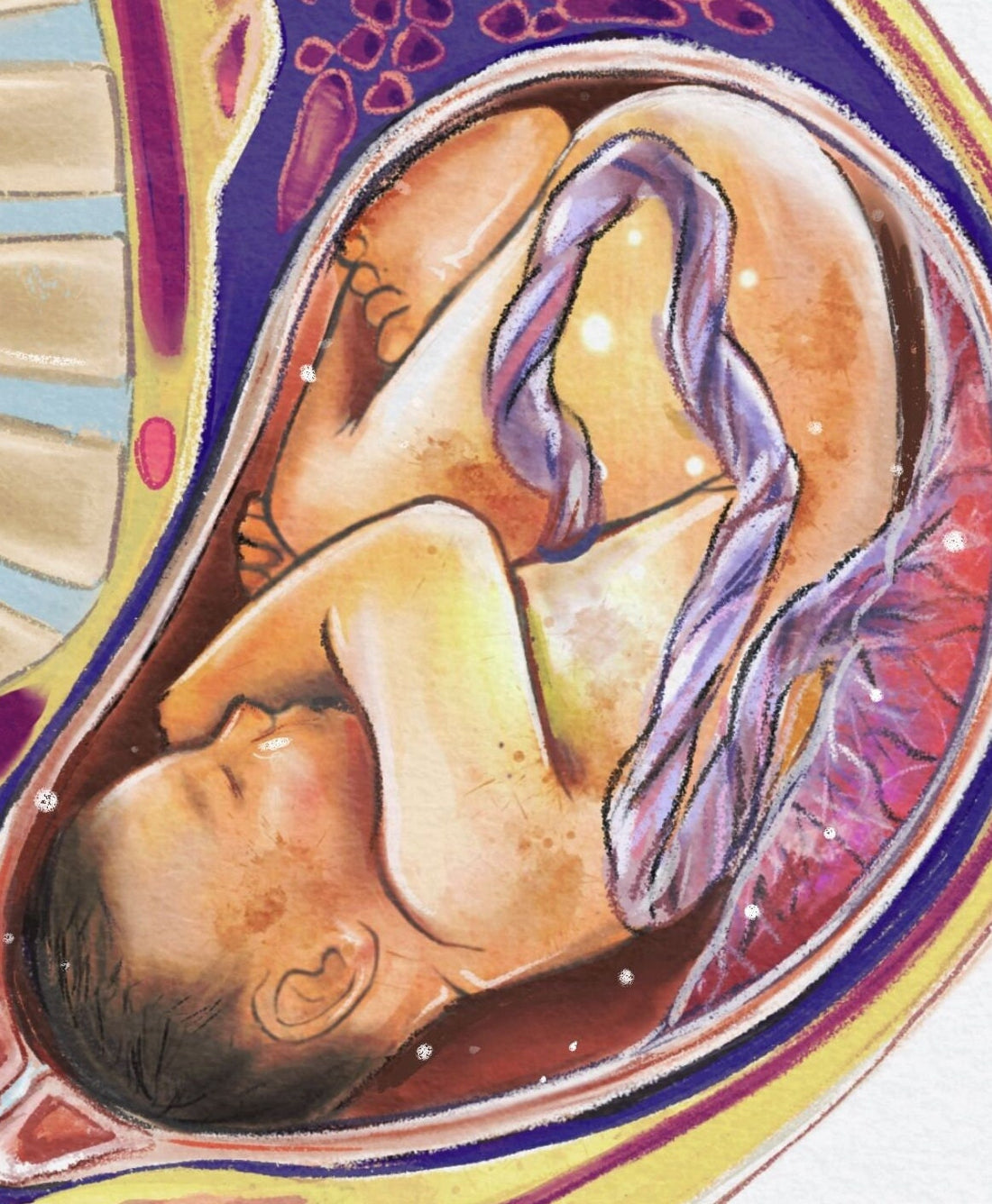 Pregnancy Medical Illustration