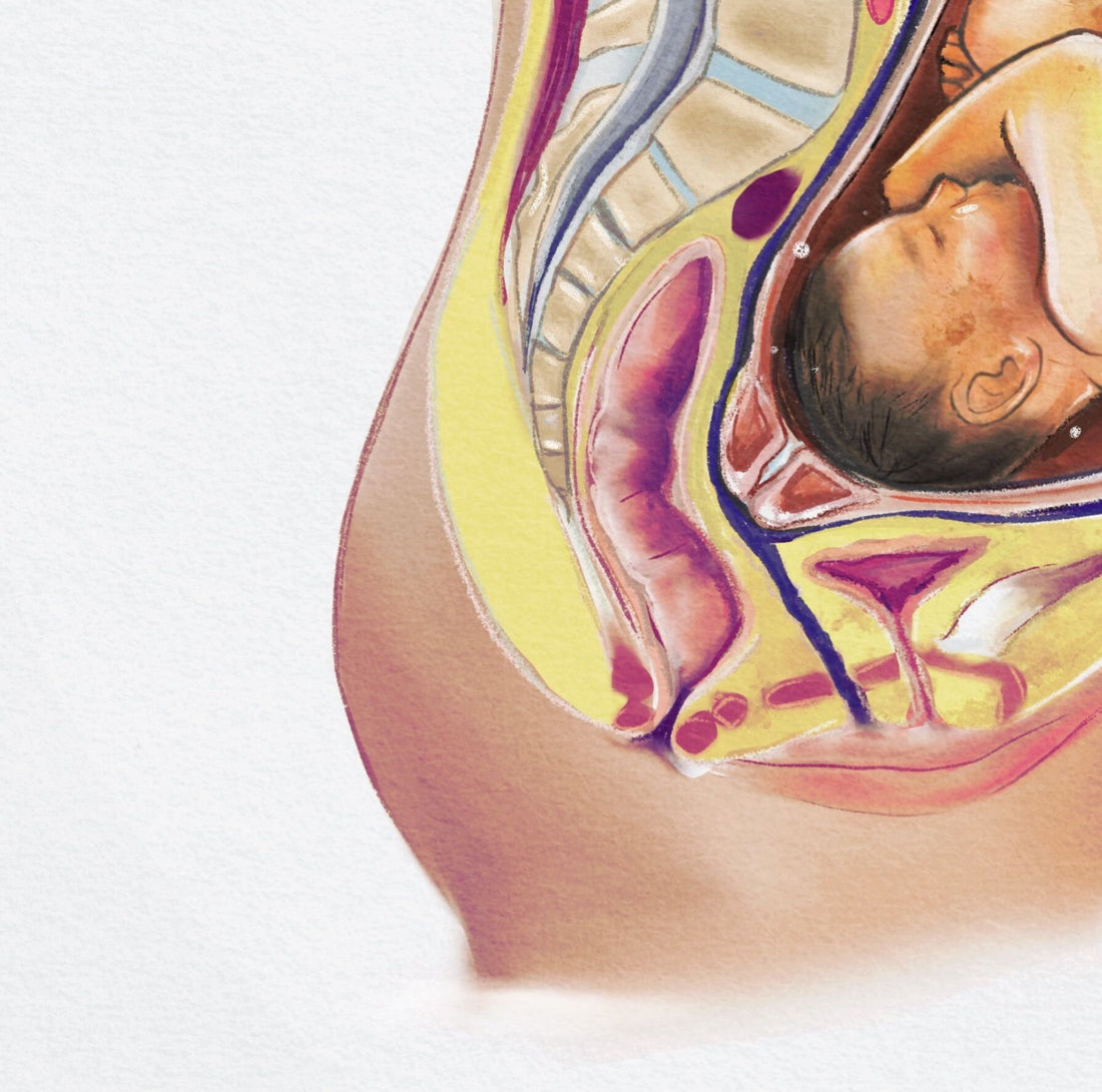 Pregnancy Medical Illustration