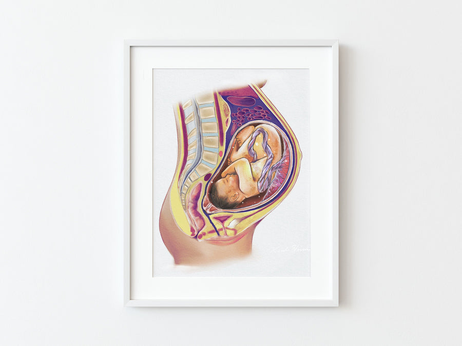 Pregnancy Medical Illustration